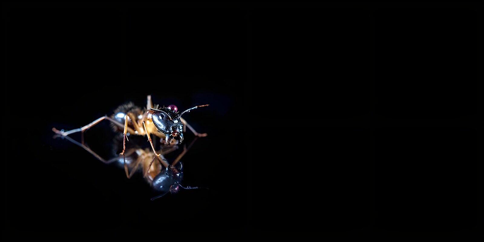 OCUK19734: Reflection of an Ant on Dark Surface