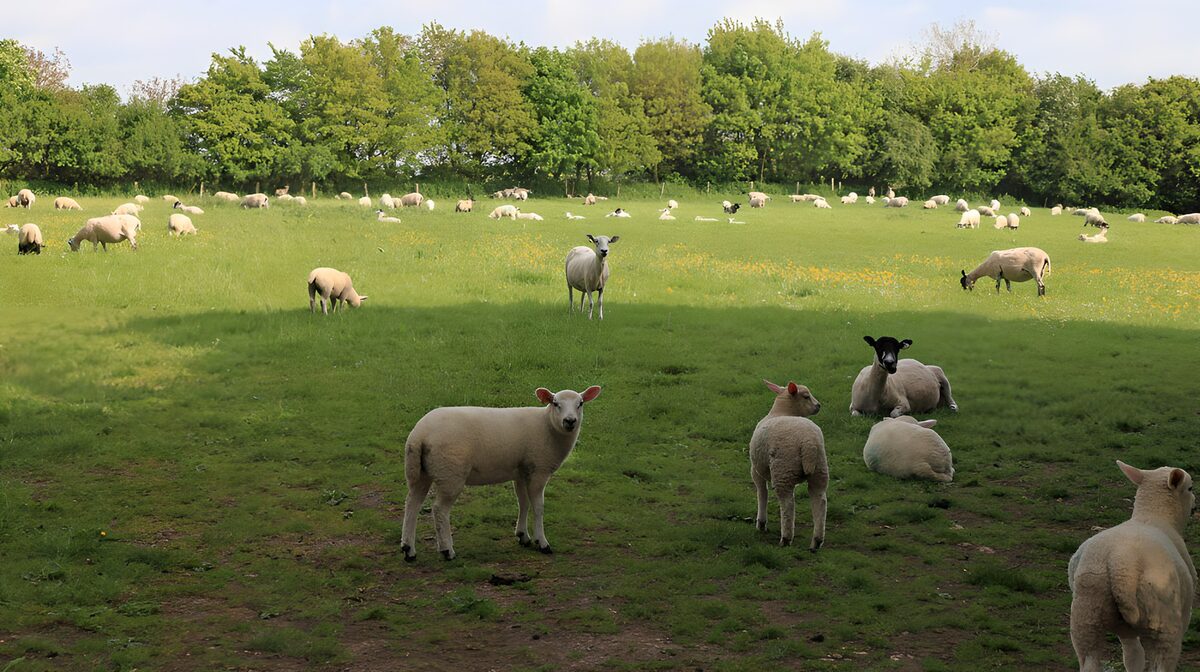 Peaceful Pasture with Grazing Sheep