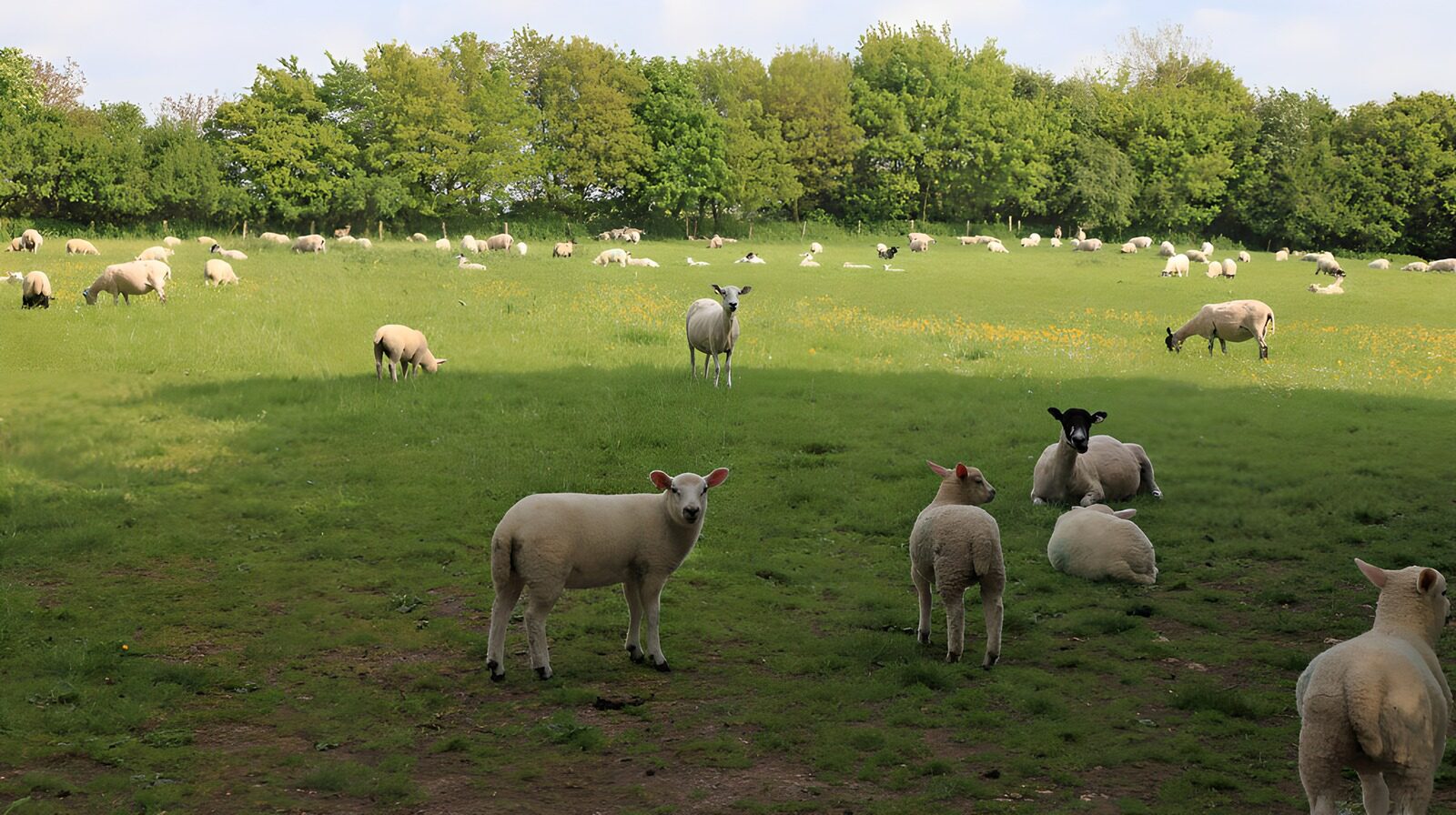 OCUK21721: Peaceful Pasture with Grazing Sheep