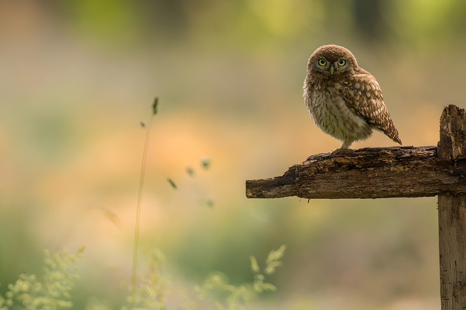 OCUK75836: Enigmatic Little Owl on a Perch