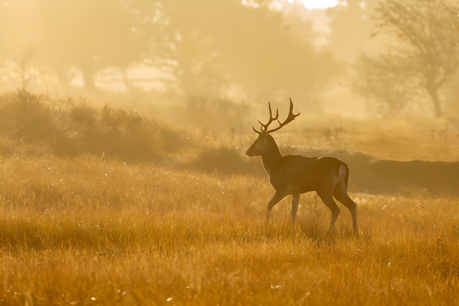 OCUK31818: Misty Morning Stroll of a Deer