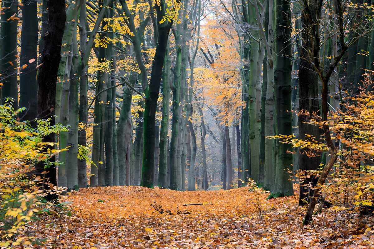 OCUK54588: Autumn Serenity in the Forest