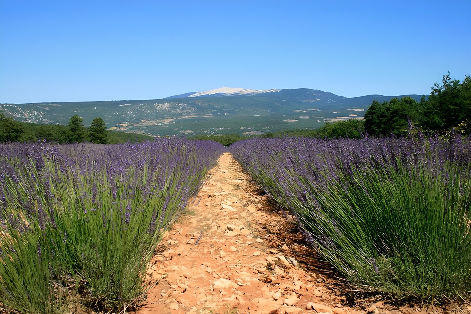 OCUK72372: Lavender fields 7