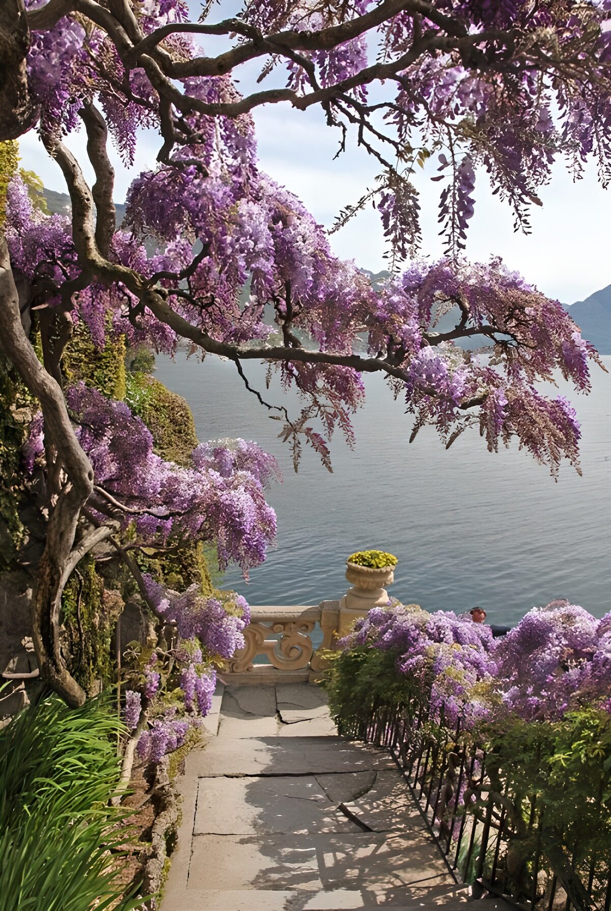 OCUK12089: Enchanted Wisteria by the Lake