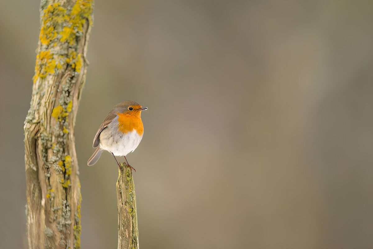 Charming European Robin on a Post