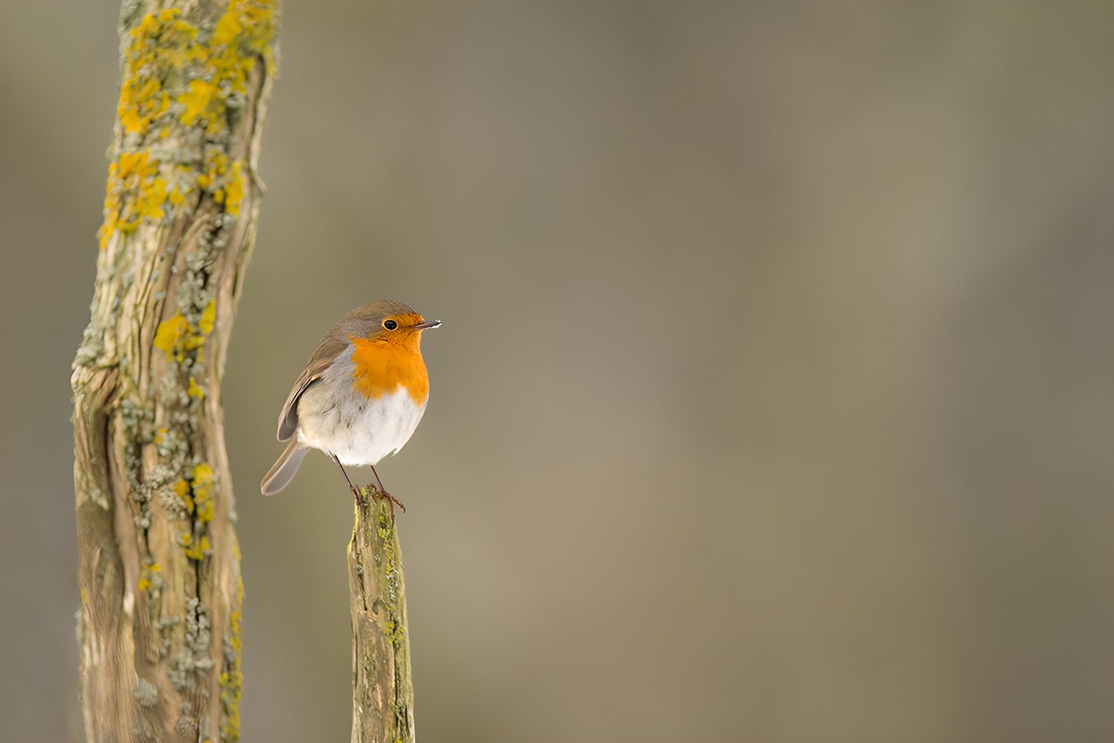 OCUK70179: Charming European Robin on a Post