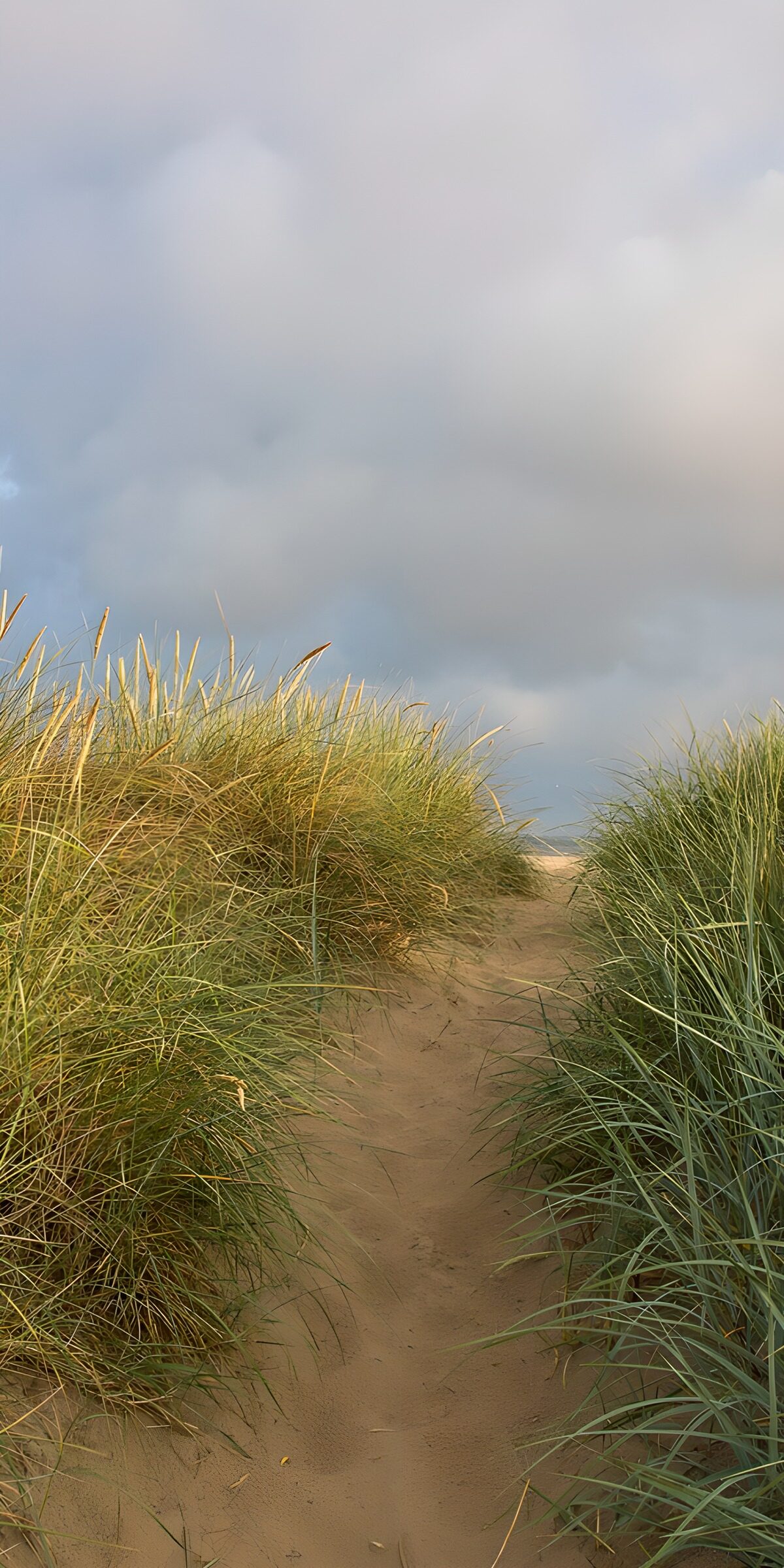 OCUK10246: Tranquil Path Through Grass
