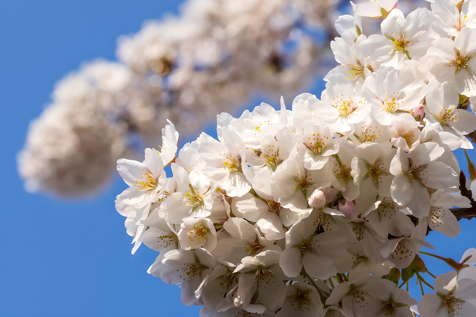 OCUK16769: Blossoming Cherry Flowers Against Blue Sky