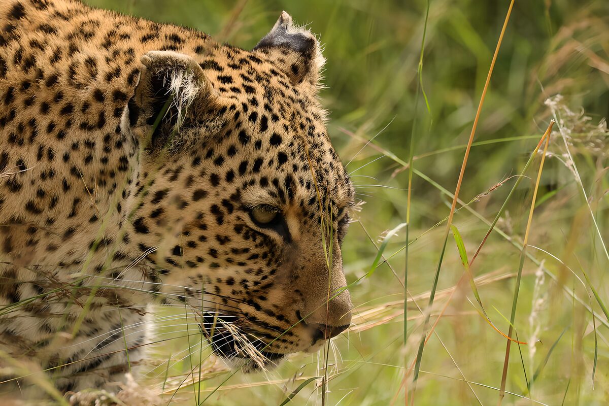 OCUK84576: Elegant Leopard in the Wild