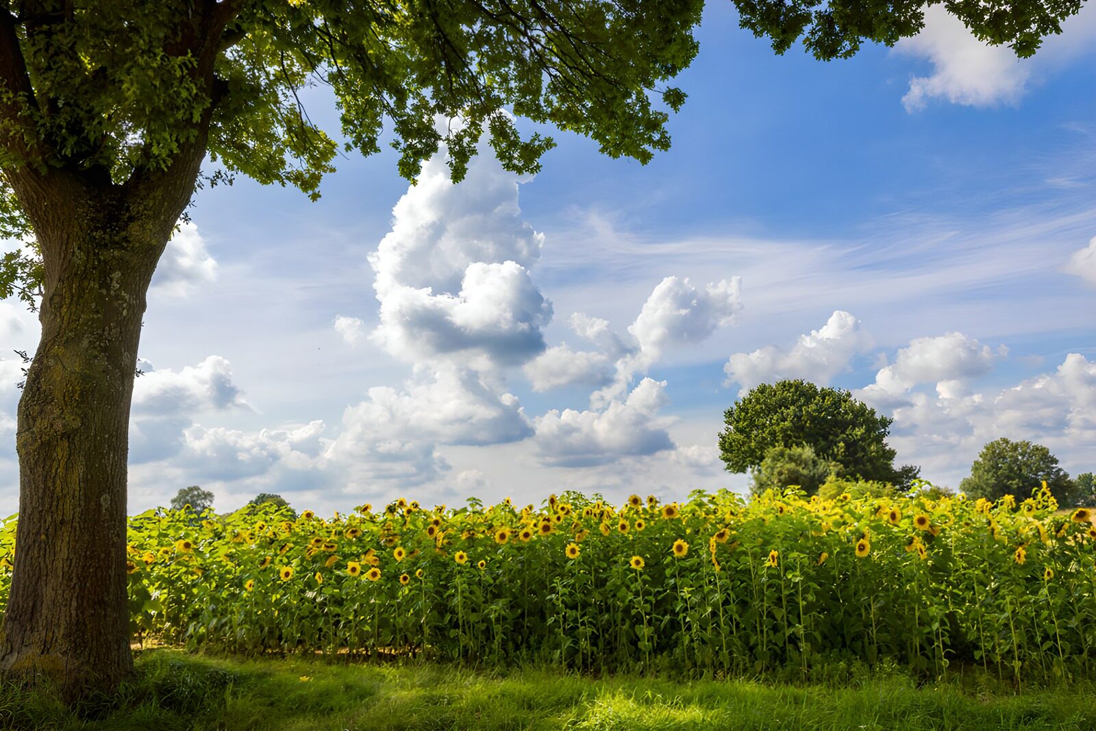 OCUK36093: Sunflower Field Under a Blue Sky