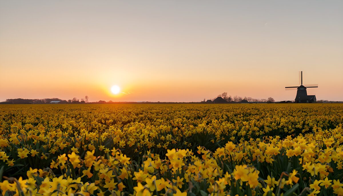 OCUK62114: Golden Daffodils at Sunrise