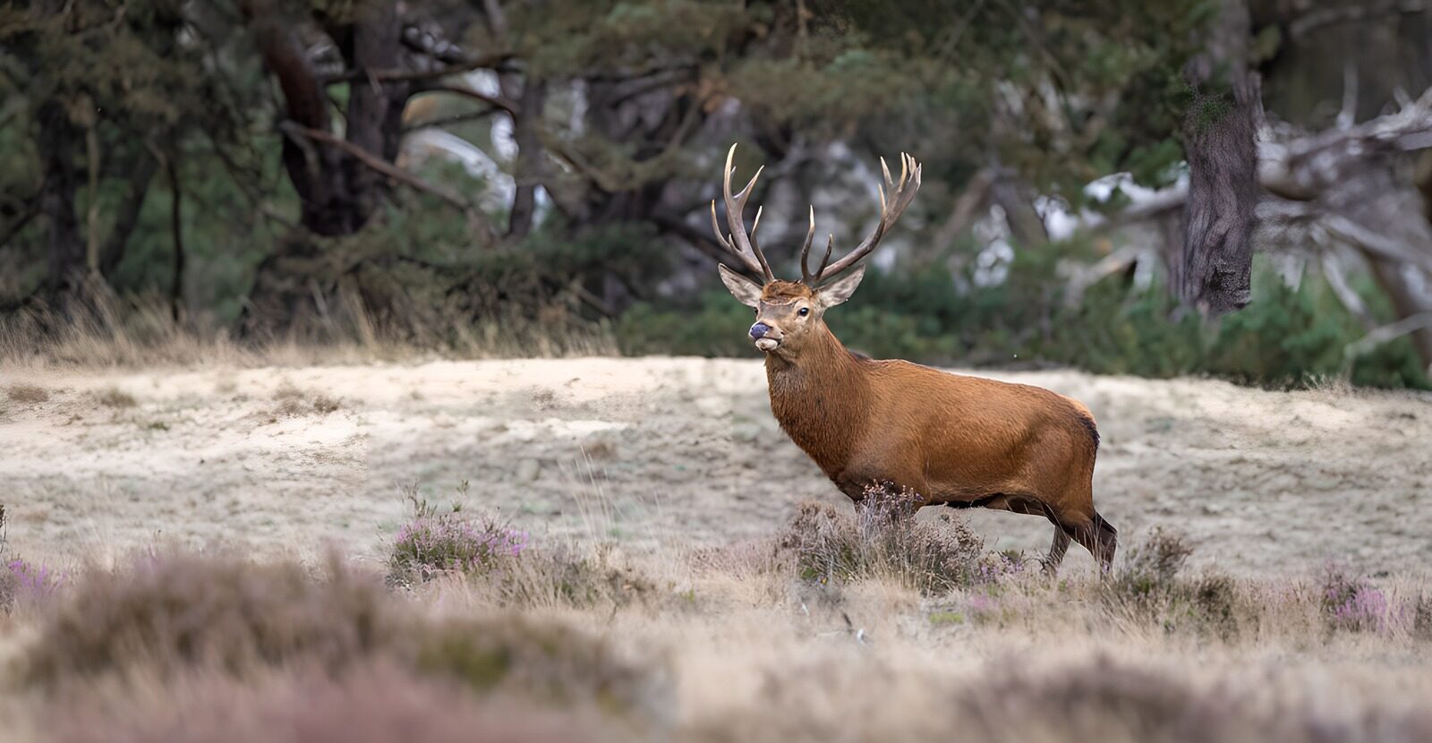 OCUK67229: Majestic Stag in Natural Habitat