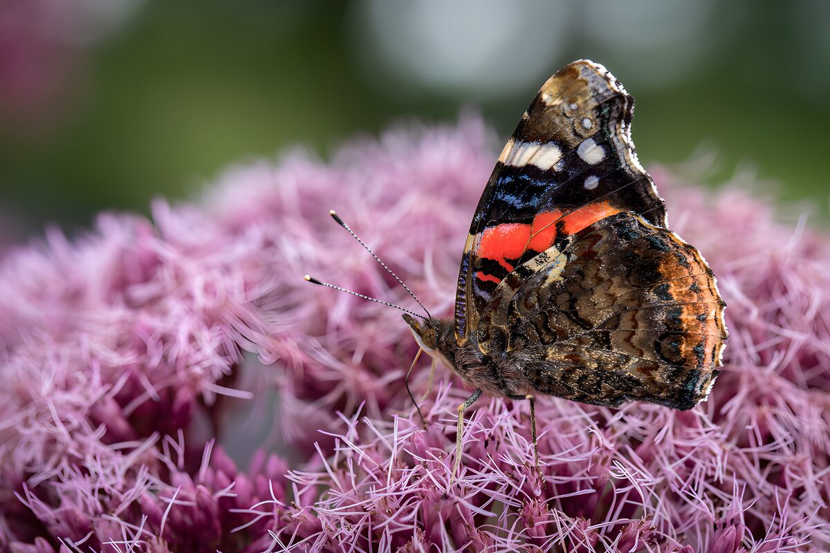 OCUK62415: Vibrant Butterfly on Blooming Flowers