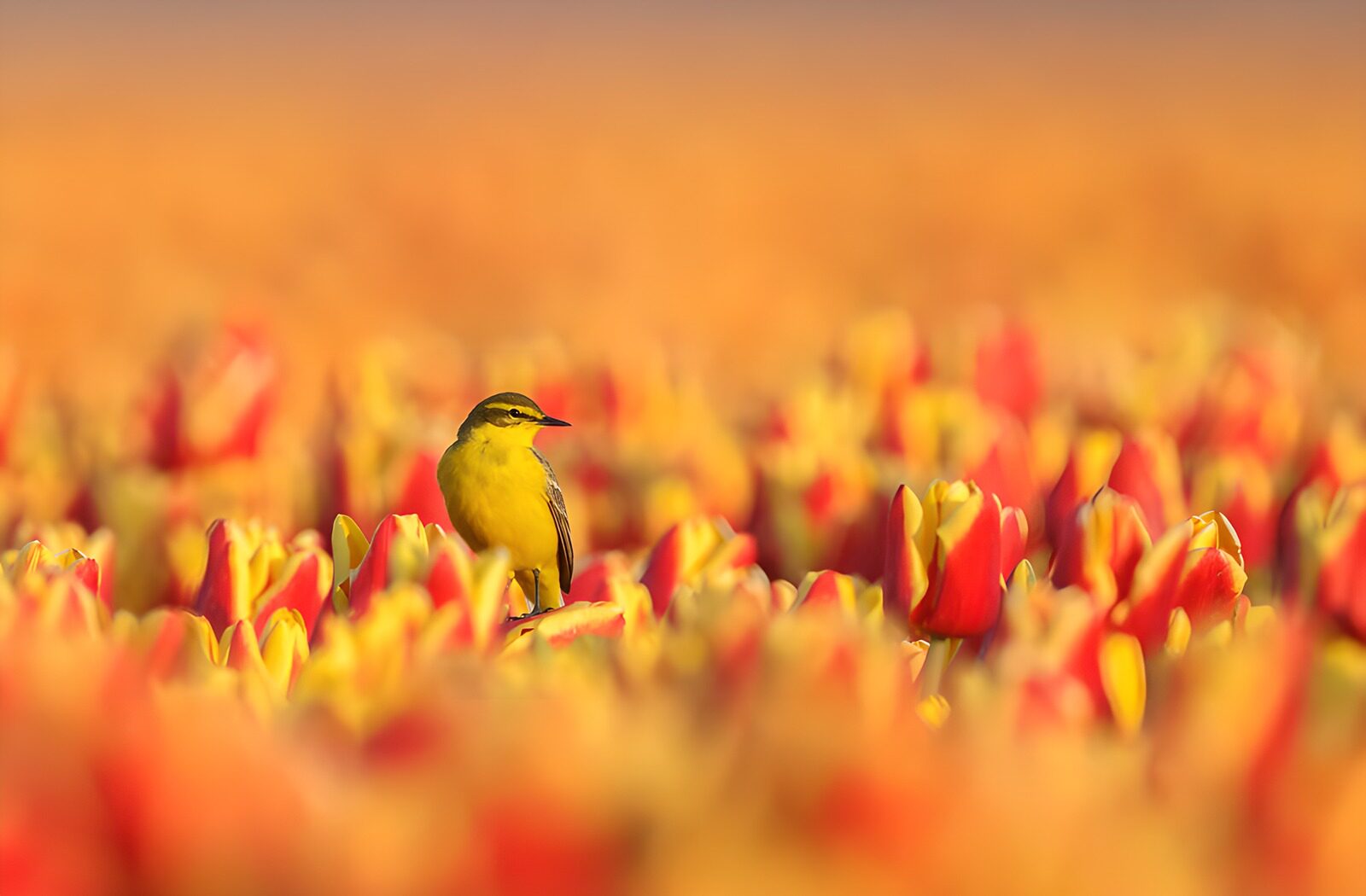 OCUK90312: Yellow Bird Amidst Colorful Tulips