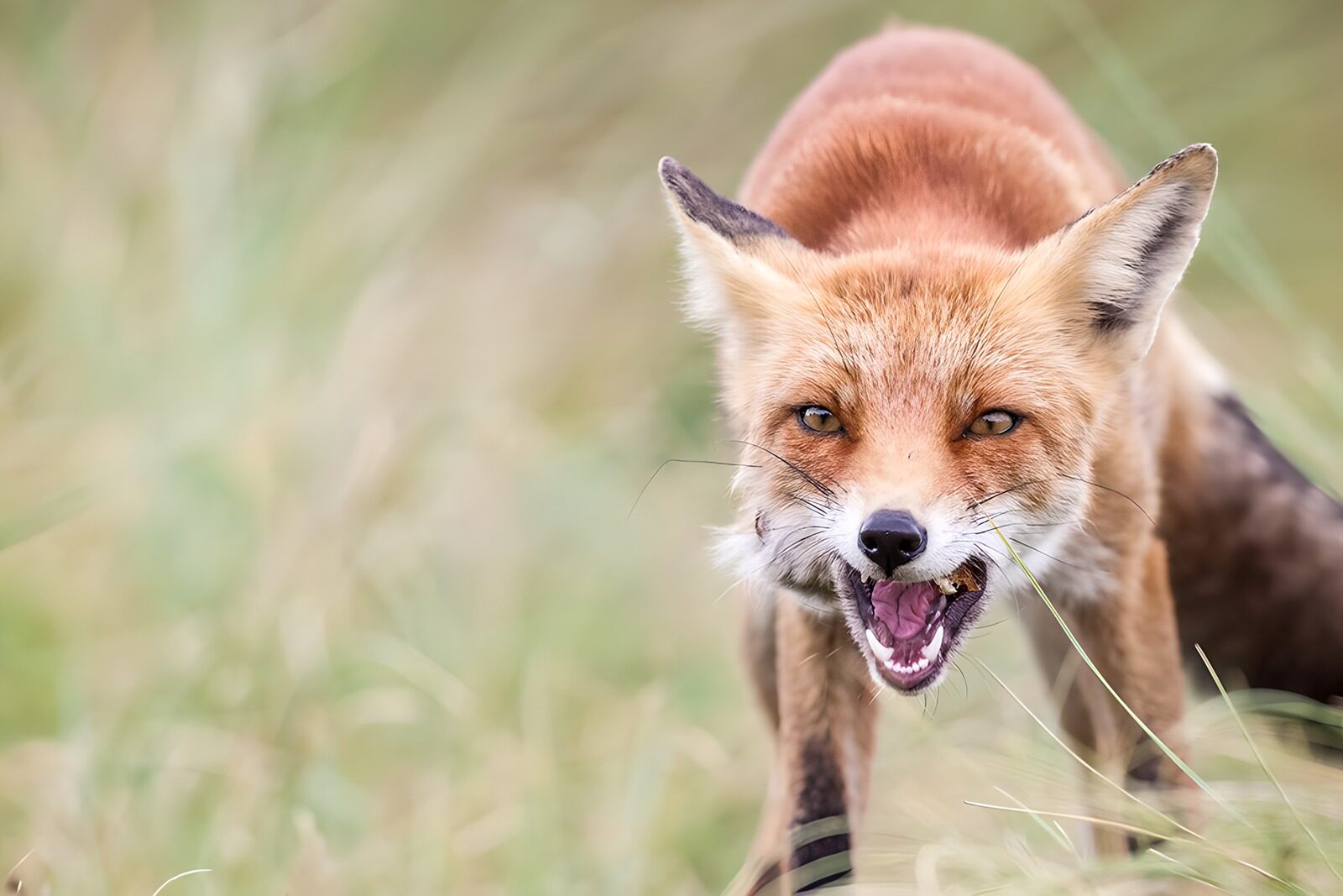 OCUK29636: Aggressive Fox in Nature