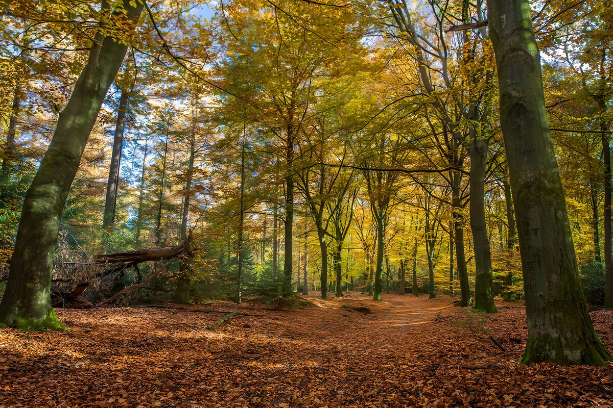 OCUK71044: Autumn Serenity in the Forest