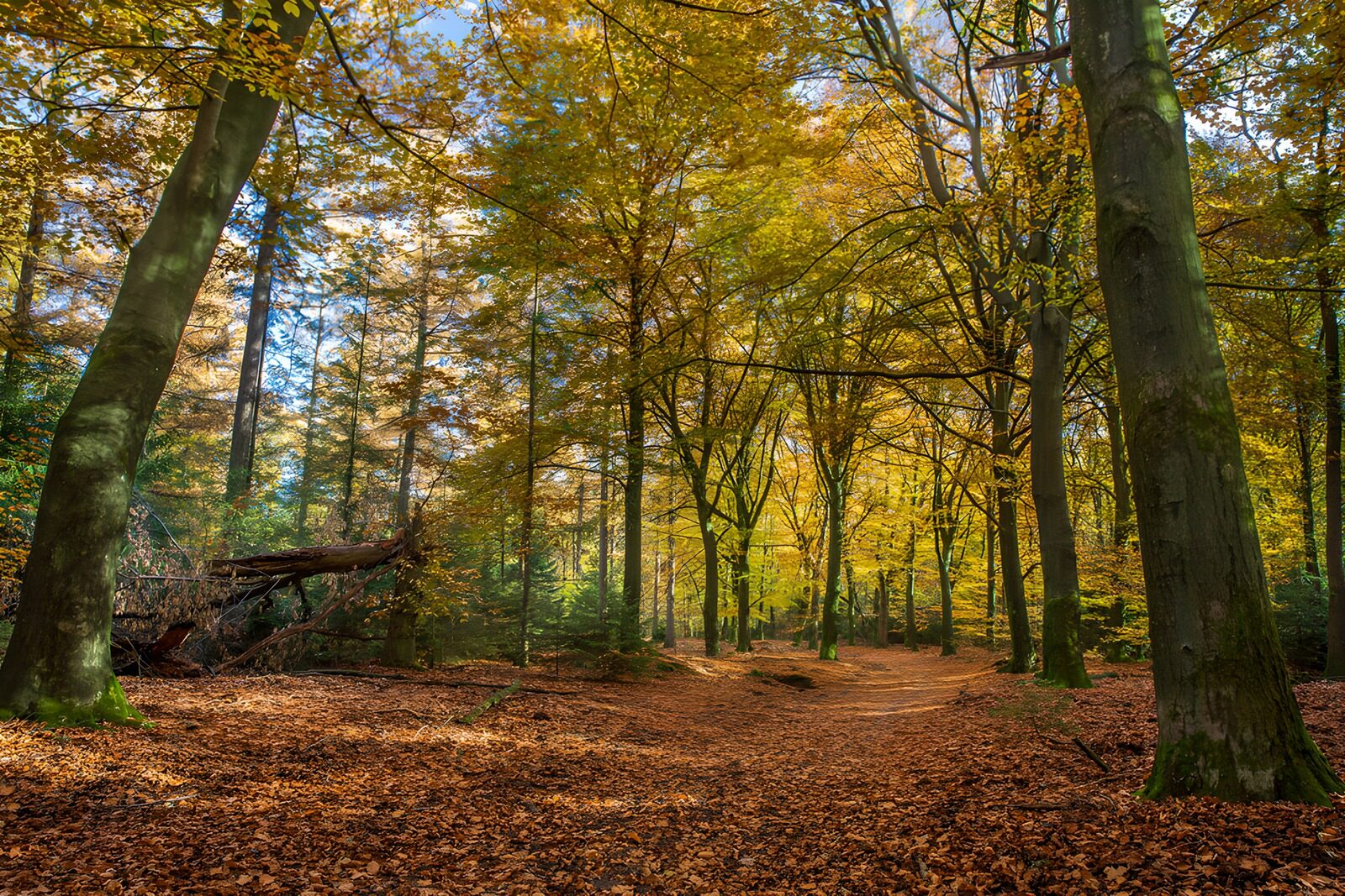 OCUK71044: Autumn Serenity in the Forest