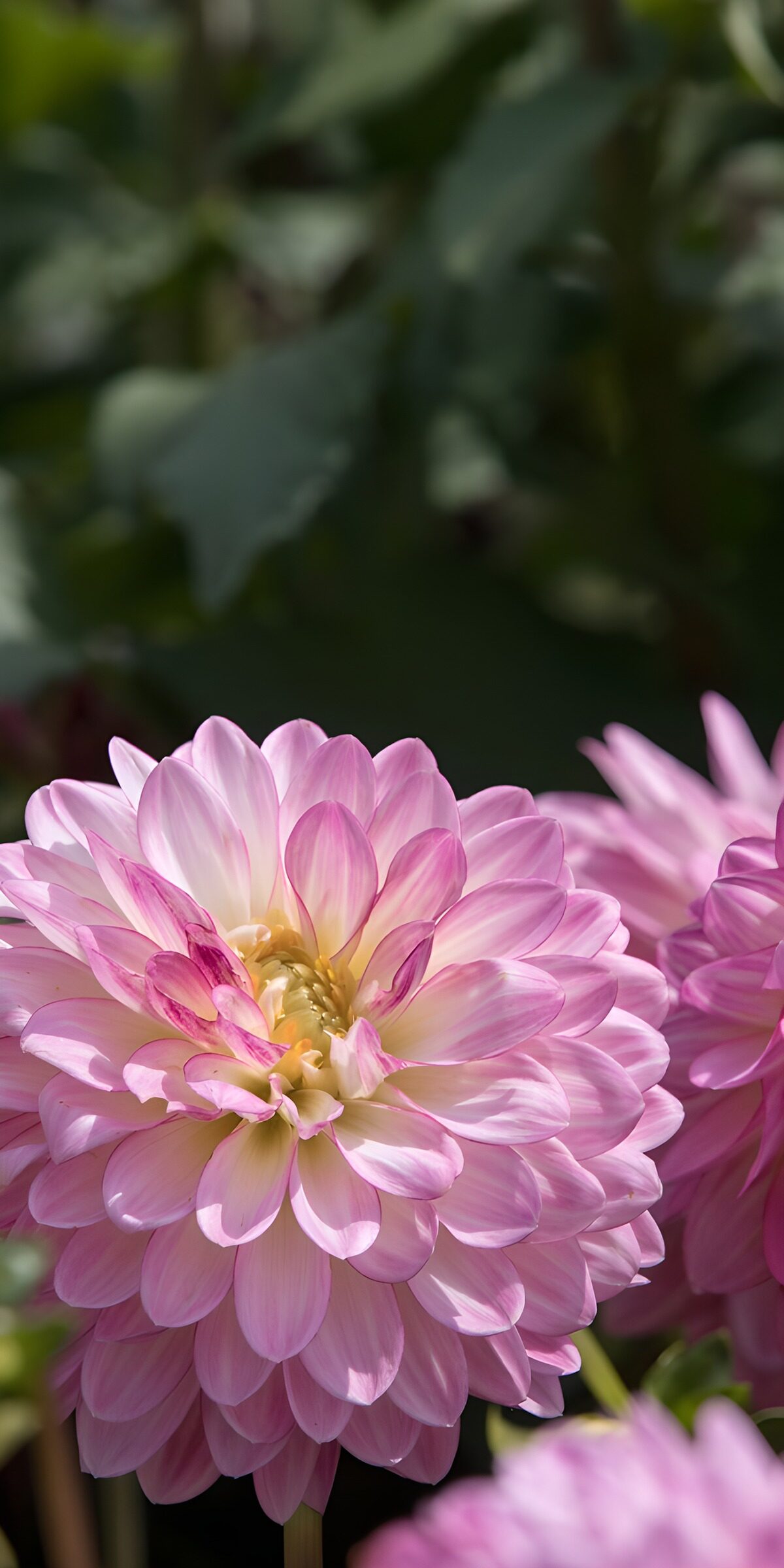 OCUK85222: Elegant Pink Dahlia Blossom