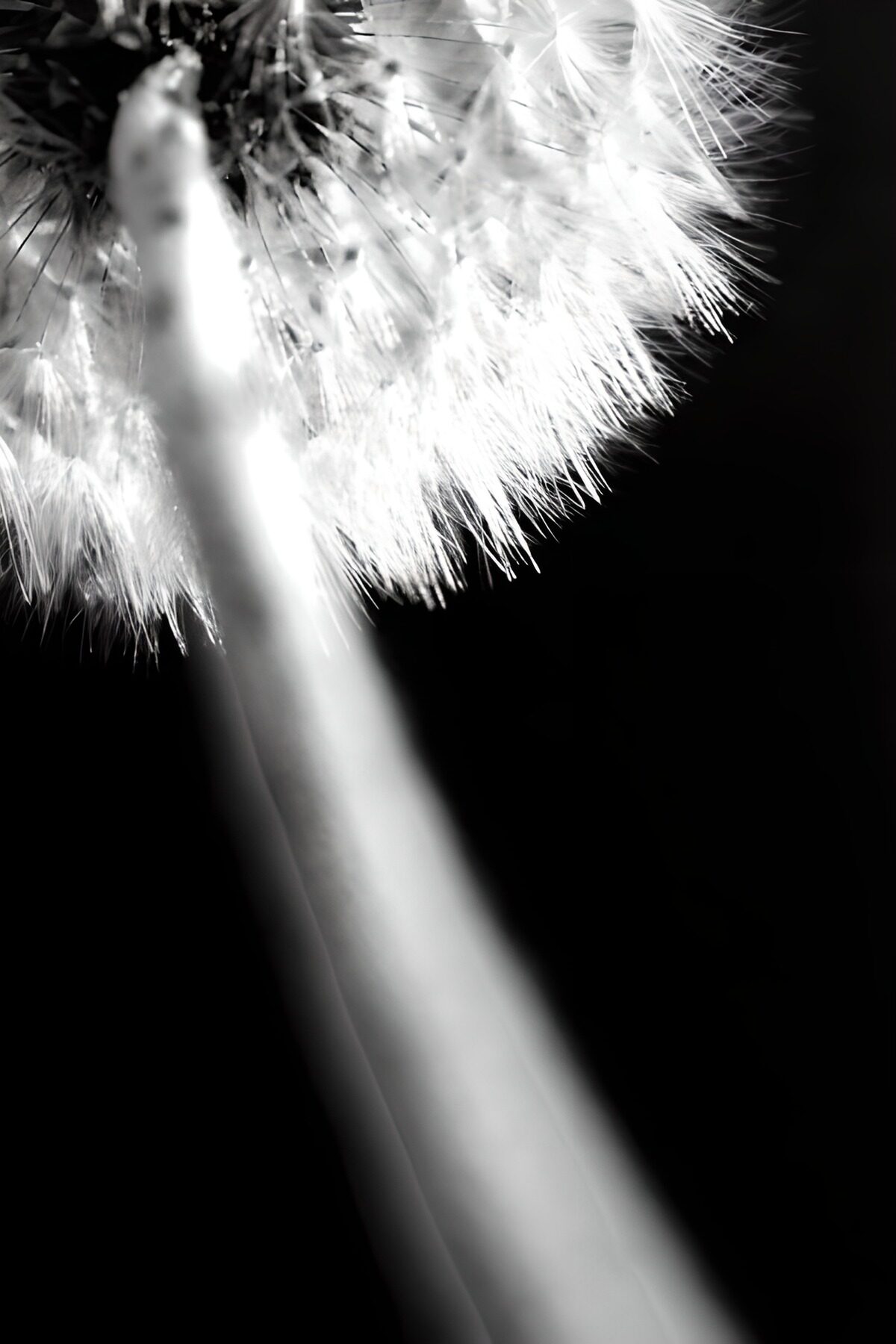 Flower photo 140