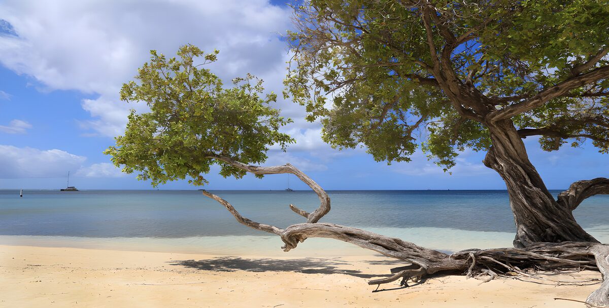 Tranquil Beach Scene with Tree