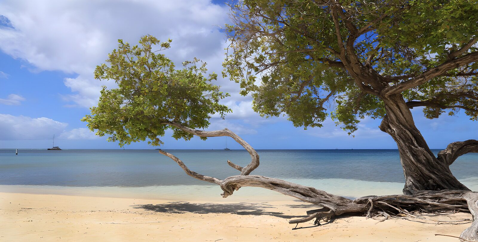 OCUK61588: Tranquil Beach Scene with Tree