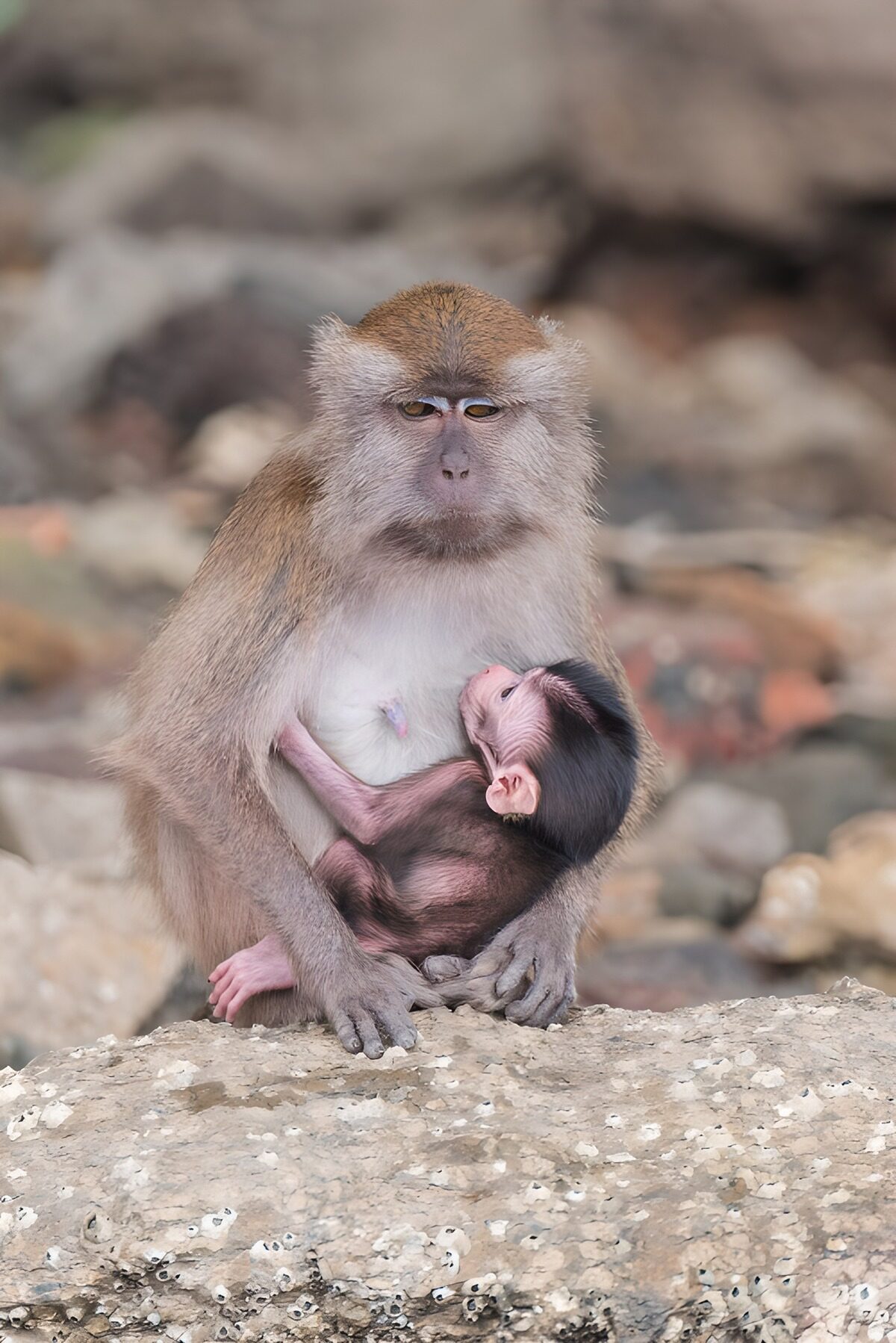 Mother Monkey and Her Baby