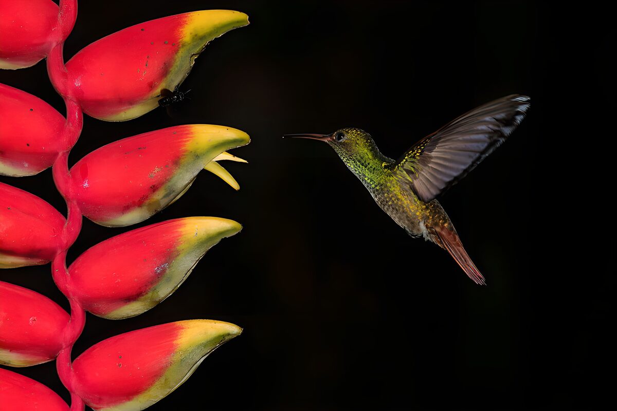 Vibrant Hummingbird and Exotic Flower