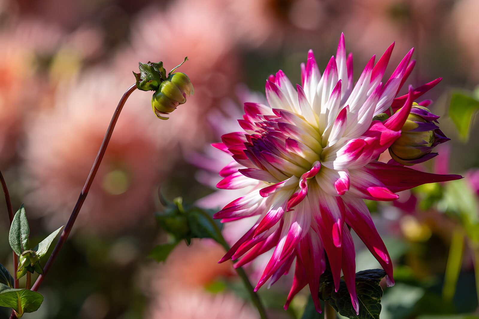 OCUK12823: Vibrant Dahlia in Full Bloom