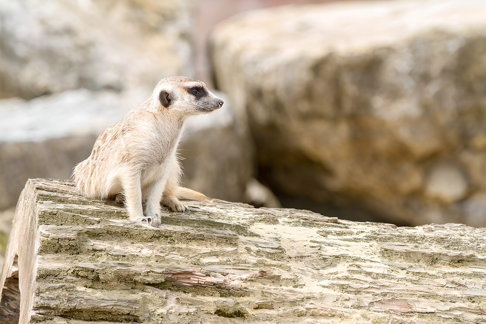 OCUK80974: Alert Meerkat on a Log