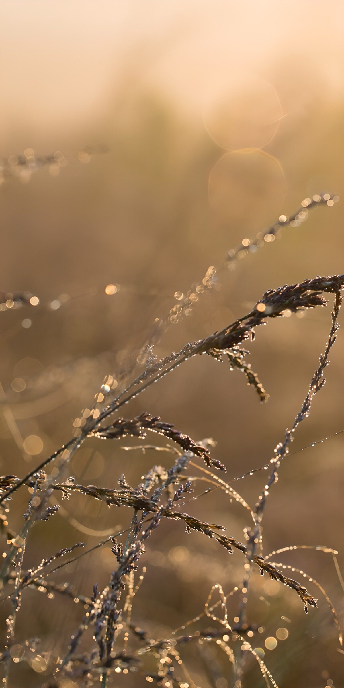OCUK57433: Morning Dew on Grassy Stems