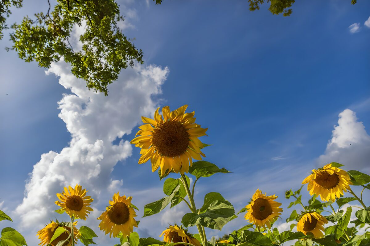 OCUK89560: Sunflowers Under a Clear Blue Sky
