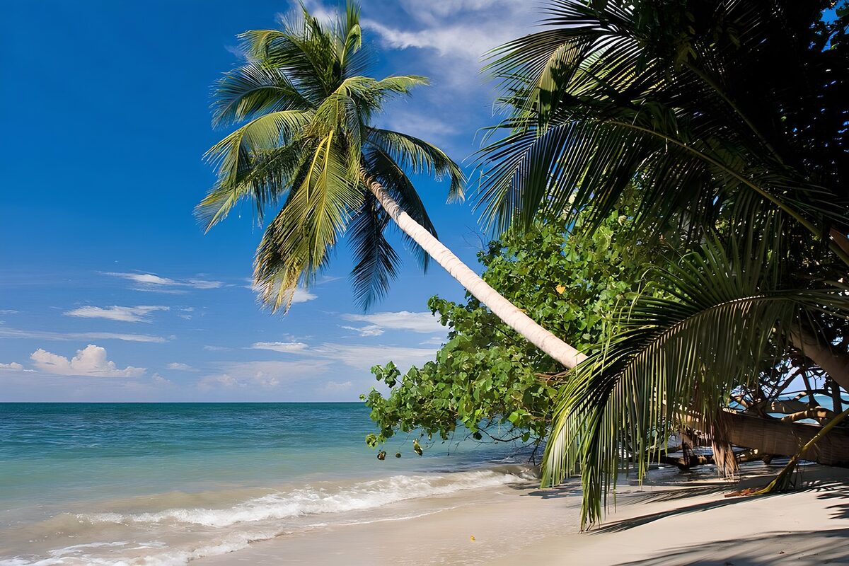 OCUK61976: Tropical Paradise by the Sea