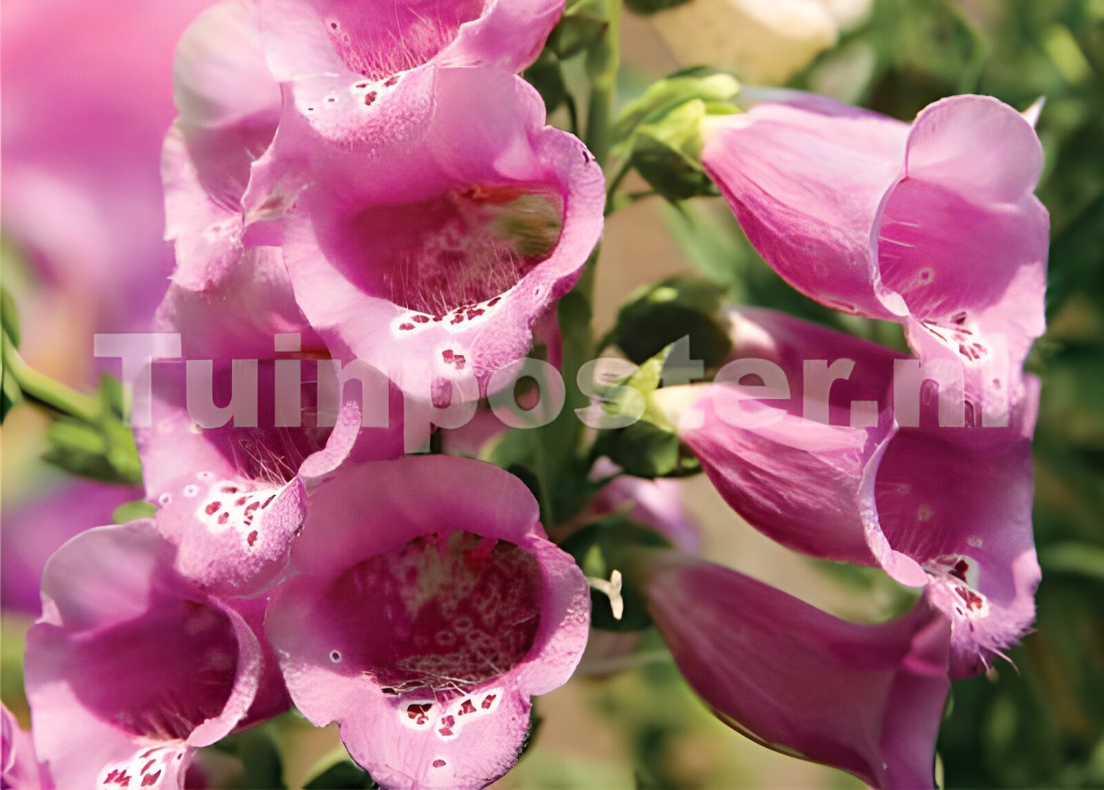 OCUK48018: Flower photo 36