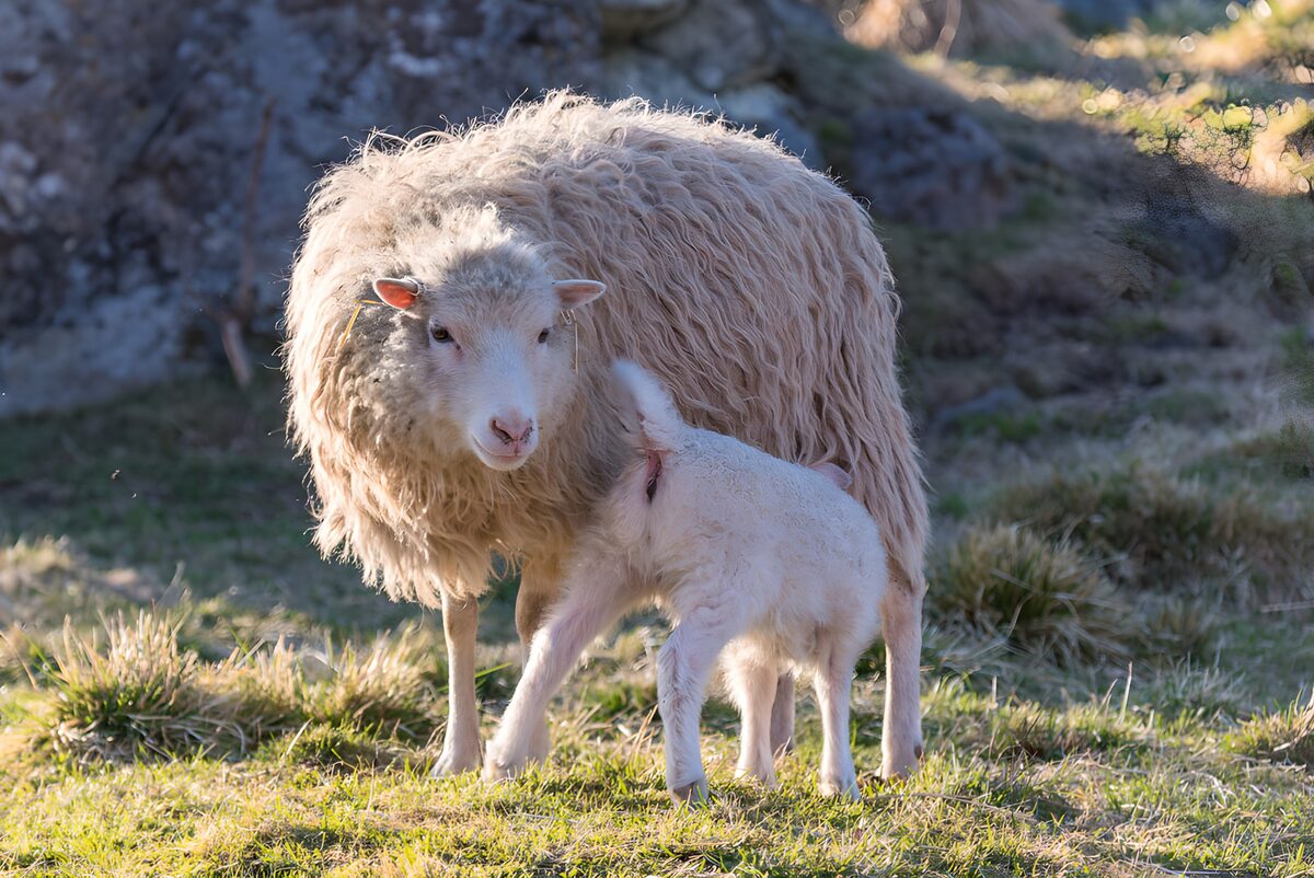Sheep and Lamb Bonding in Nature