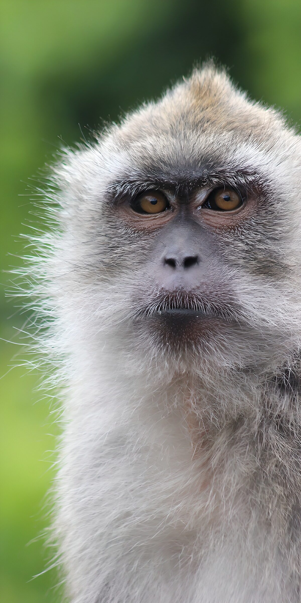OCUK94369: Curious Monkey Portrait