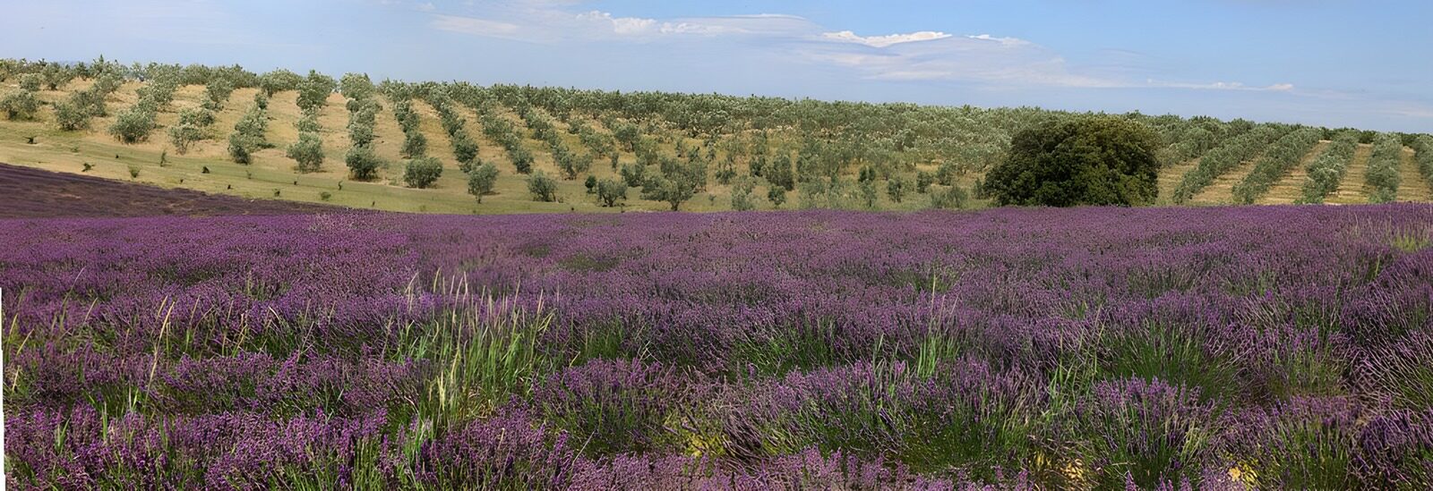 OCUK79648: Lavender Fields and Olive Groves