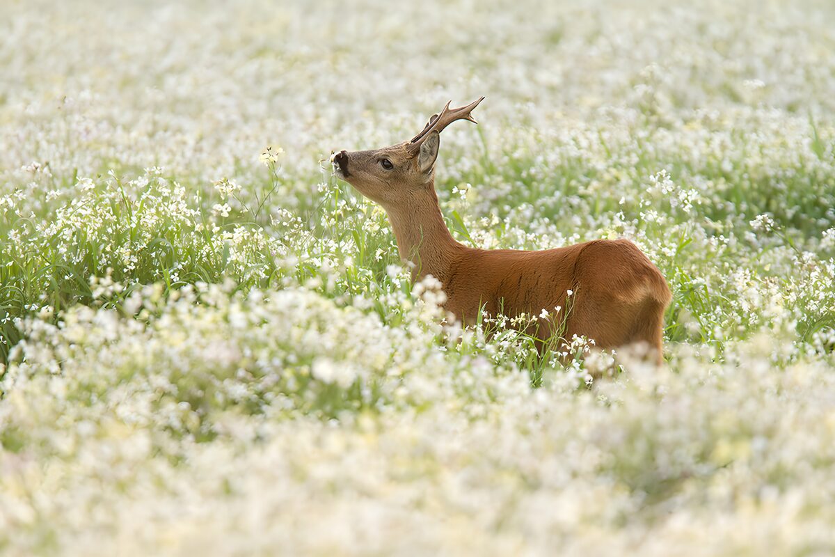 OCUK70952: Deer in Flowering Meadow