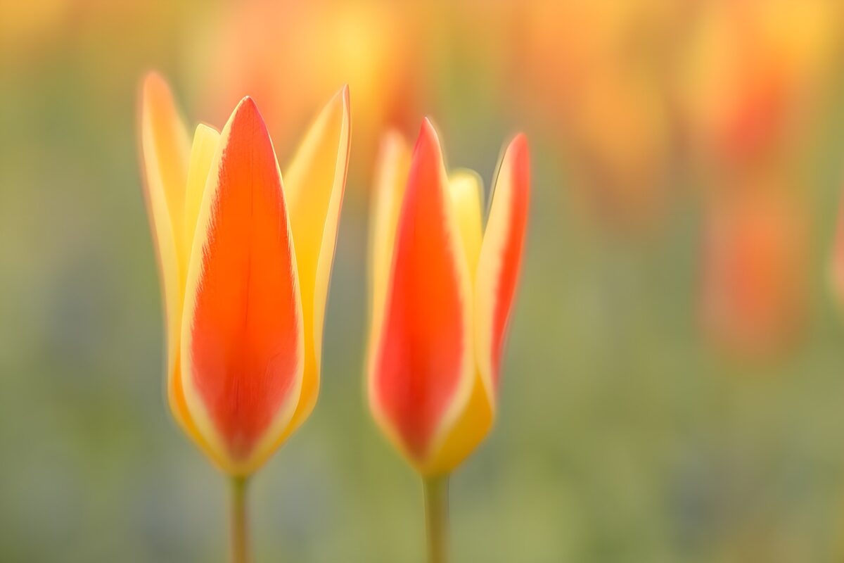 Vibrant Tulips in Spring Sunshine