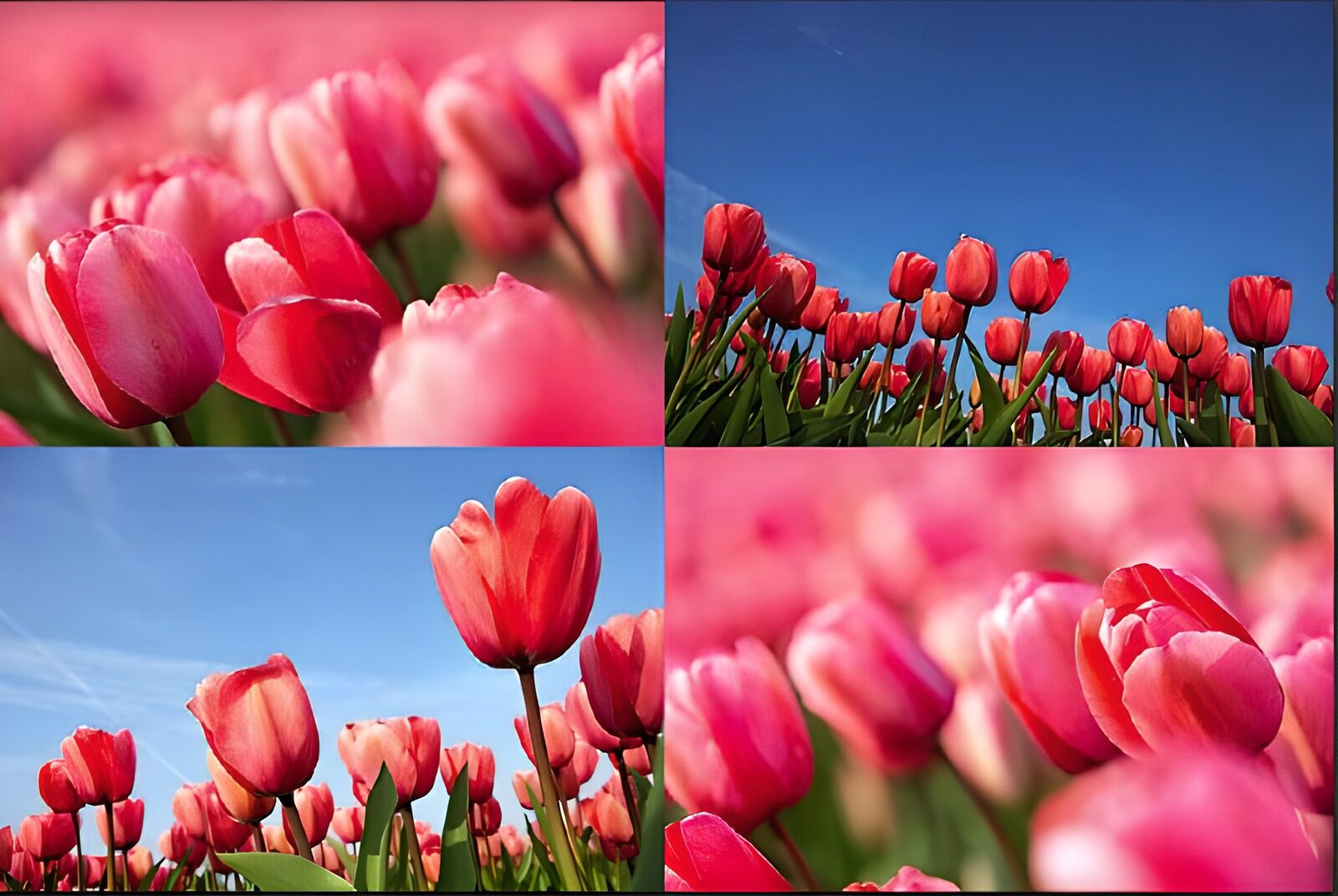 OCUK66684: Flower photo 23