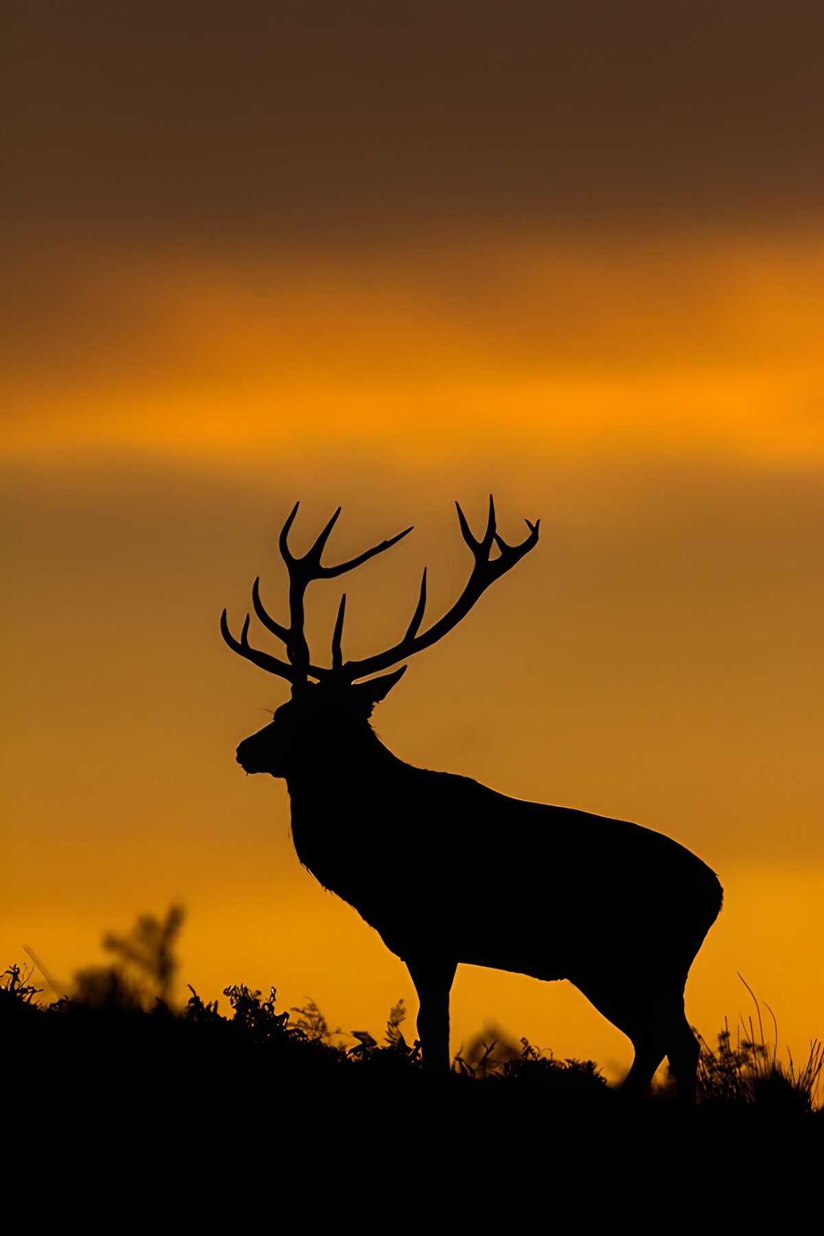 Majestic Stag Silhouetted at Sunset