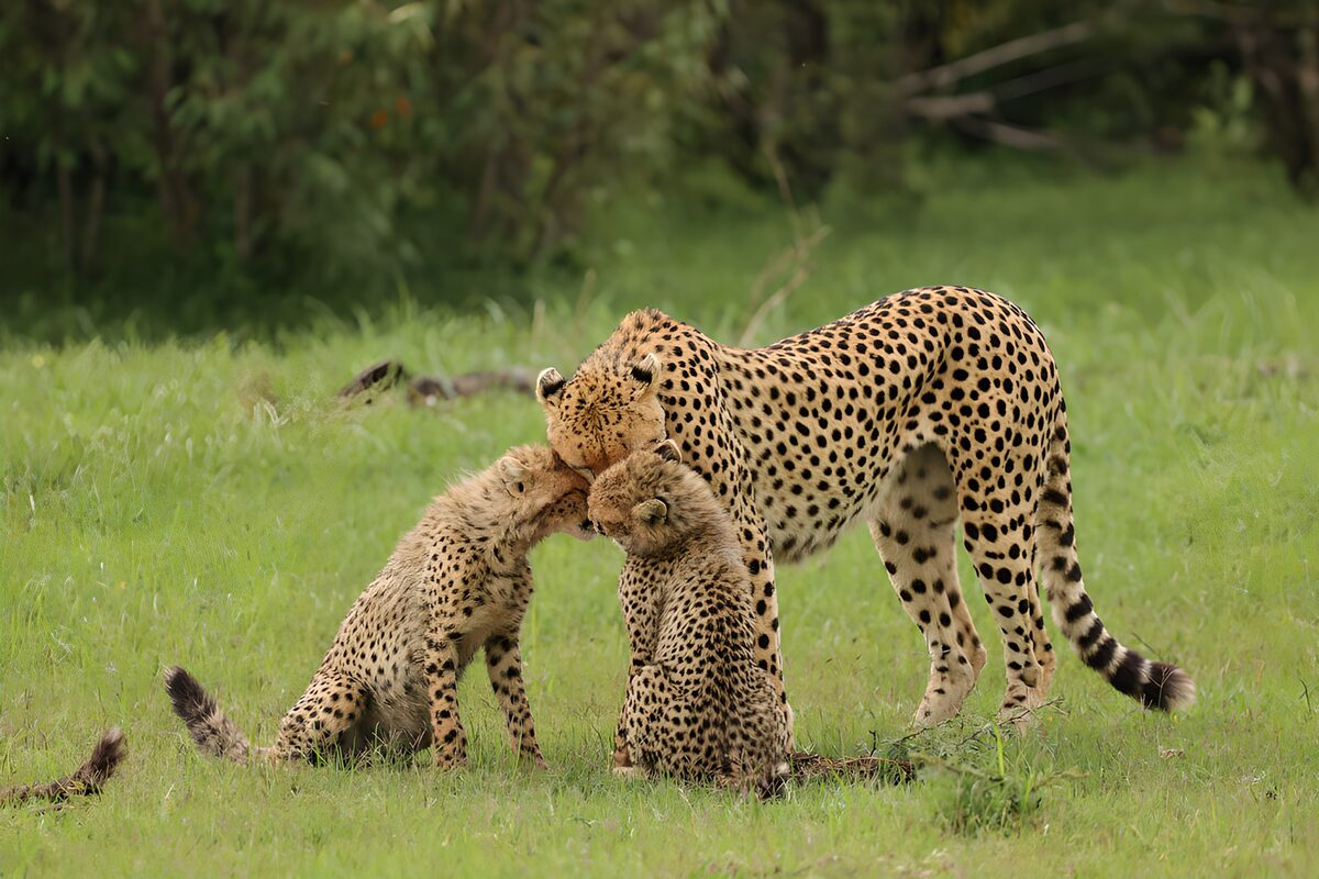 OCUK57511: Cheetah Family Bonding Moments