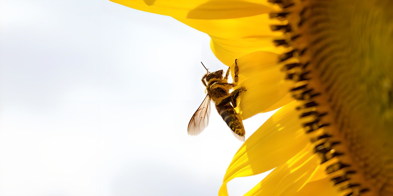 OCUK94845: Buzzing Around Sunflowers