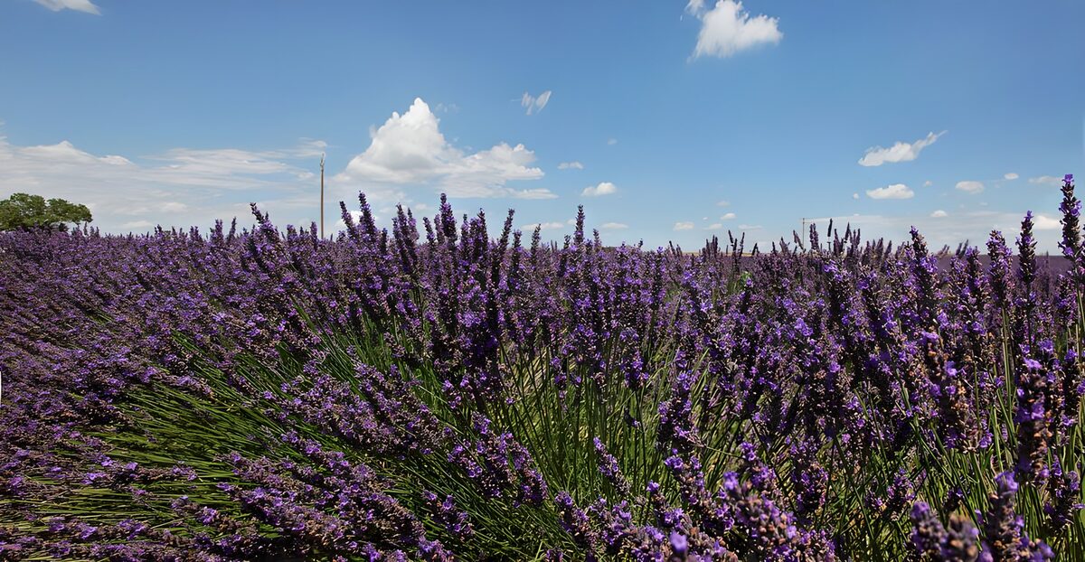 Field of lavenders