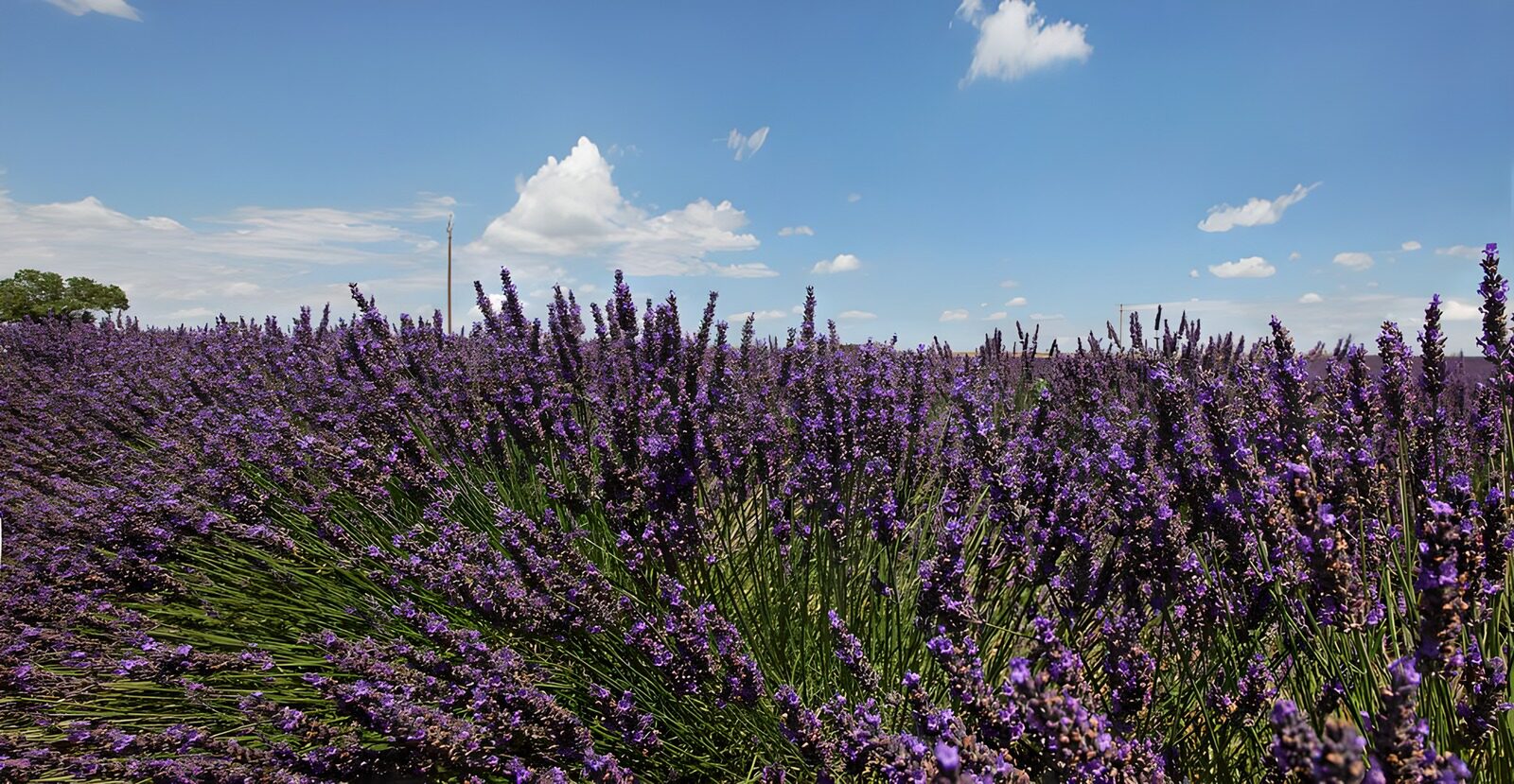 OCUK29968: Field of lavenders