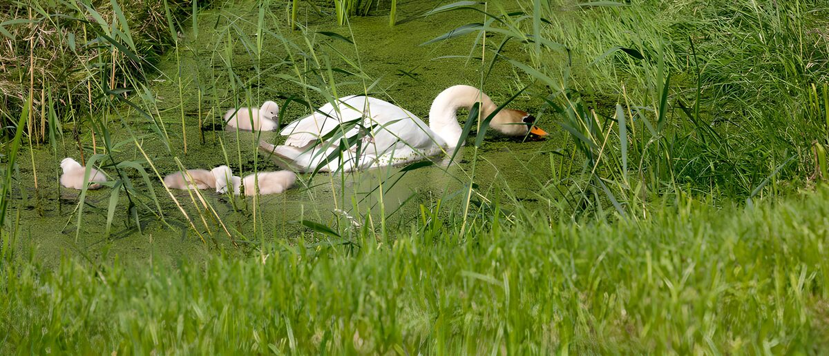 OCUK72819: Mother's Care: A Swan Family