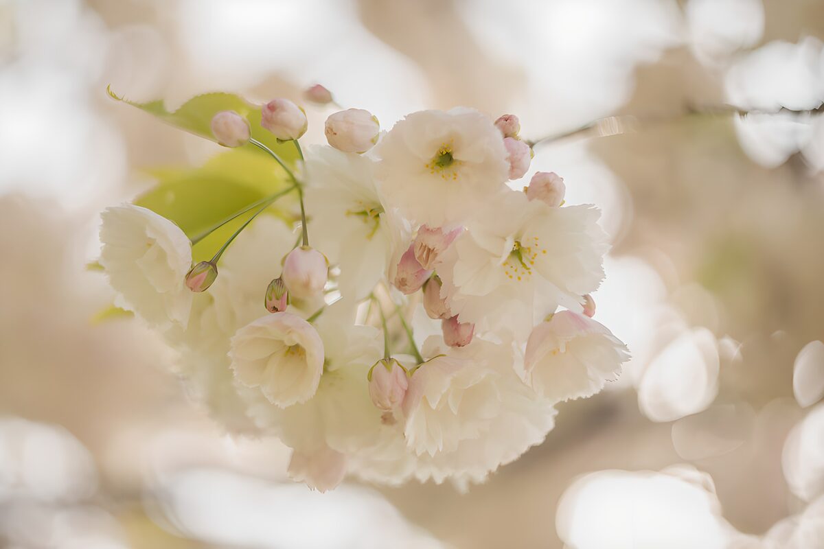 OCUK25188: Blossoming Cherry Flowers in Soft Light