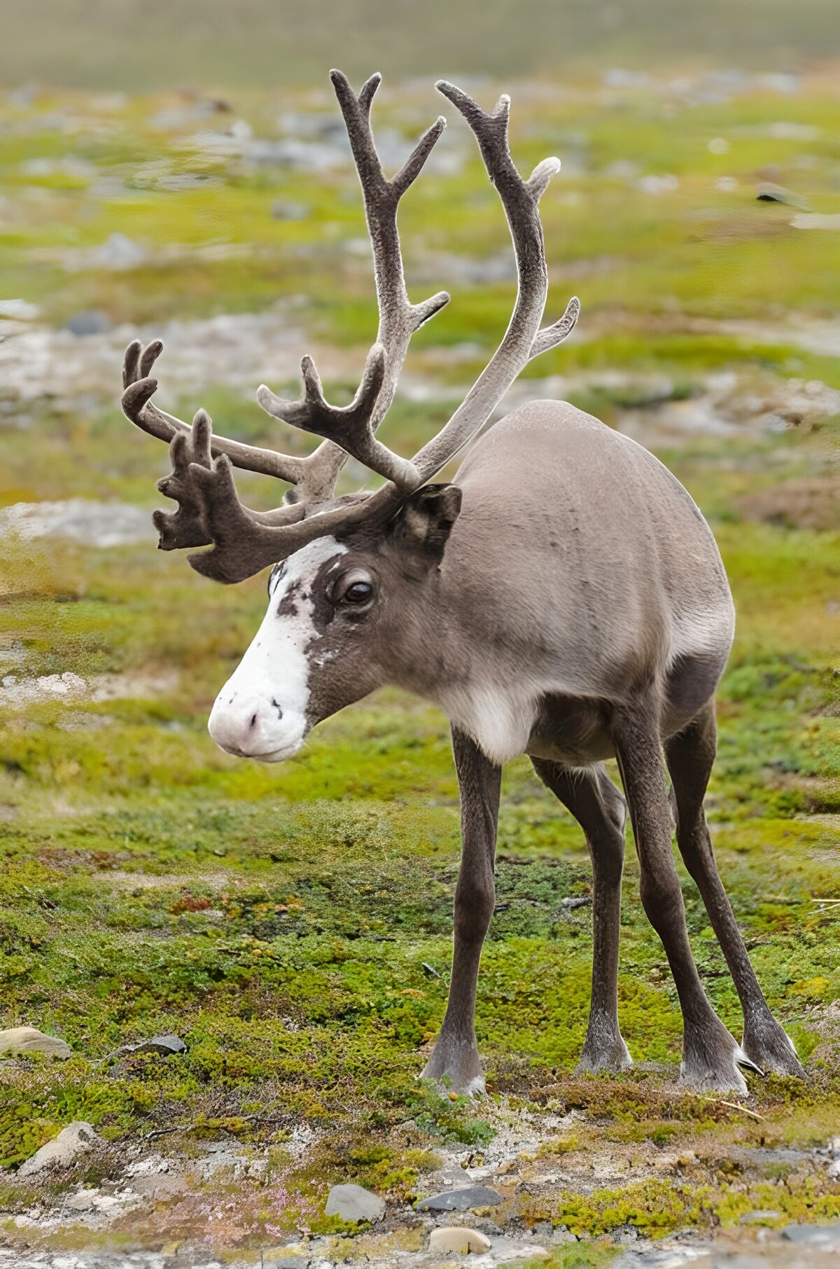 OCUK64181: Majestic Reindeer in the Wild