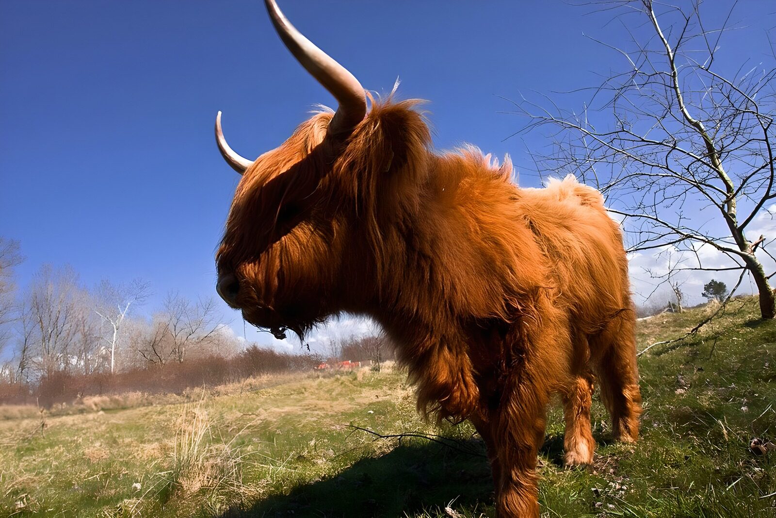 OCUK46324: Majestic Highland Cattle in the Meadow
