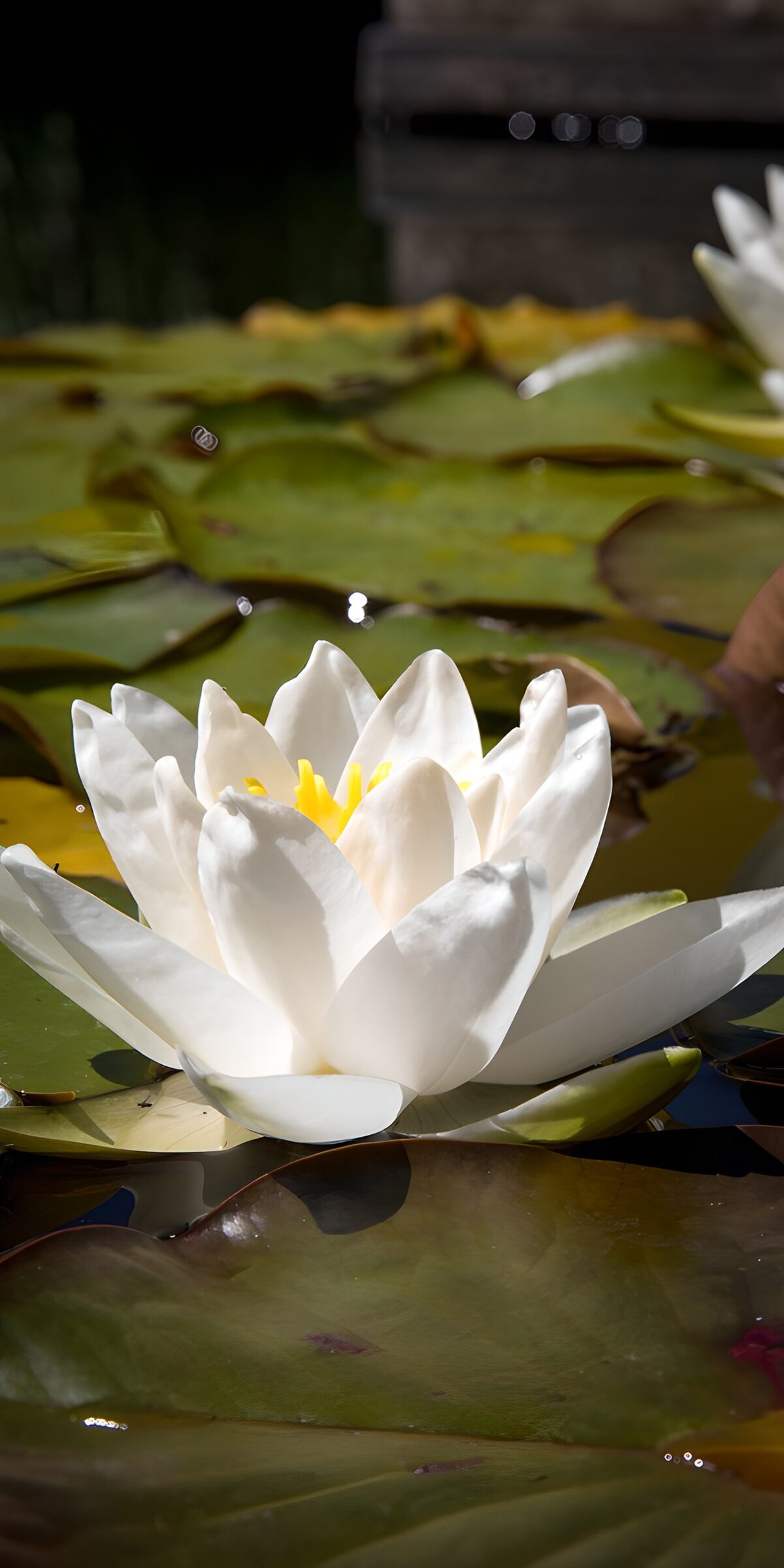 OCUK42334: Elegant White Water Lily in Bloom