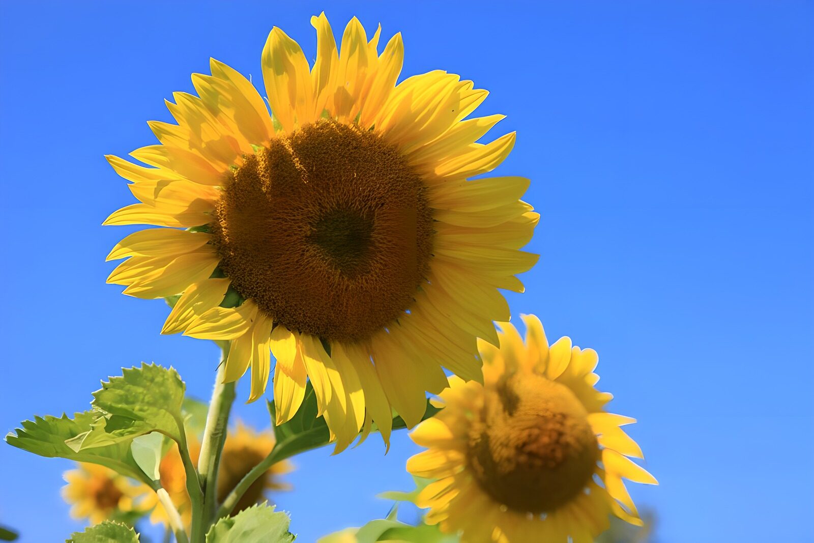 OCUK70550: Sunlight Embraced by Sunflowers
